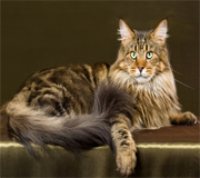 gatto razza Maine Coon